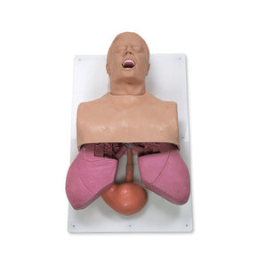 Simulaids Adult Airway Management Trainer