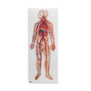Simulaids Circulatory System Model – Wall Chart Display
