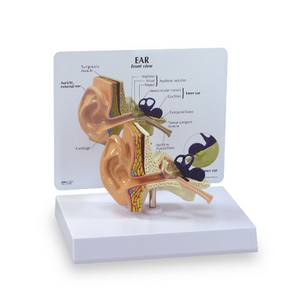 Simulaids Human Ear Model