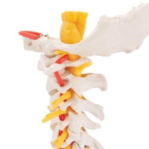 Simulaids Cervical Spinal Column Model