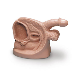 Simulaids Male Catheterization Model