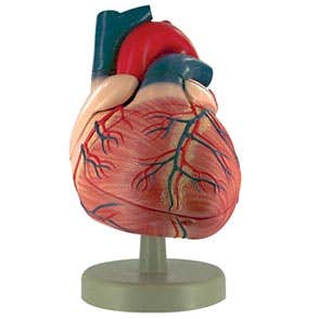 Demo Dose Heart Dissection Model, Four Part -For Training Use Only