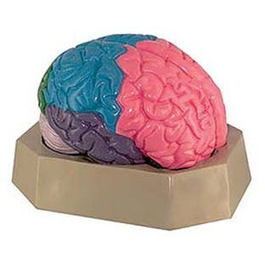 Demo Dose Colored Brain Model -For Training Use Only