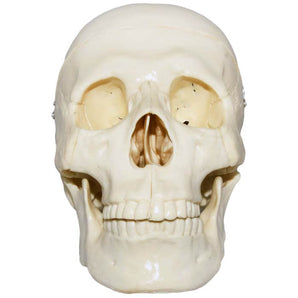Demo Dose Basic Adult Skull -For Training Use Only