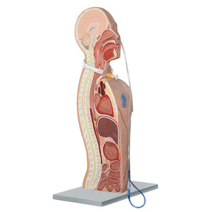 Demo Dose NG and Tracheostomy Teaching Torso Accessory Package -For Training Use Only