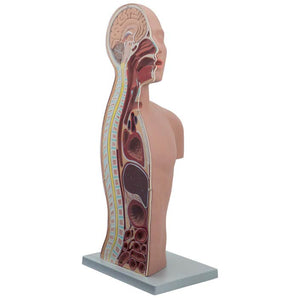 Pocket Nurse NG and Tracheostomy Teaching Torso with Accessories Bundle -For Training Use Only