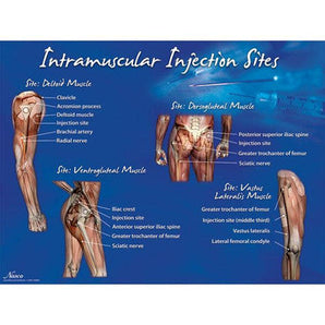 Intramuscular Injection Site Models – Set