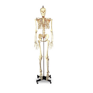 Full-Size Skeleton Model