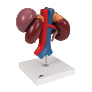 3-Part Kidneys and Rear Upper Abdomen Organs Model