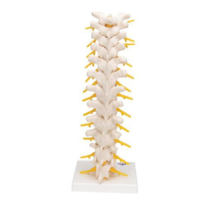 Thoracic Spinal Column Model
