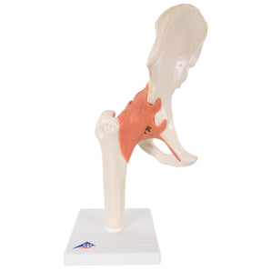 Deluxe Functional Hip Model