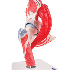 Human Hip Joint Model