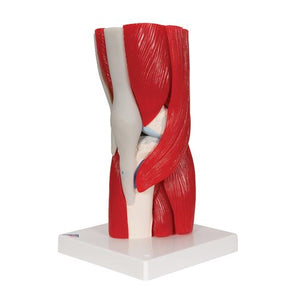 Human Knee Joint Model