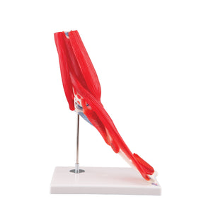 Human Elbow Joint Model