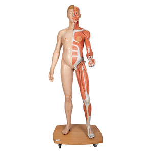 Life-Size Dual Sex Human Model