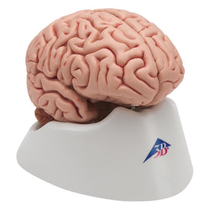 Classic Human Brain Model