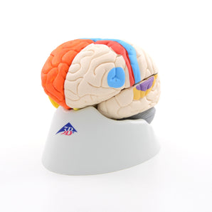 Human Neuro-Anatomical Brain Model