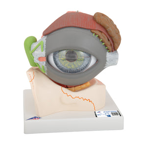 Human Eye Model