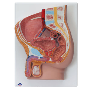 Male Pelvis Model – Median Section