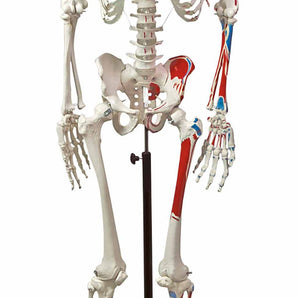 Human Muscular Skeleton Model – Life-Size