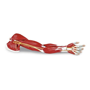Arm Muscle Model – Life-Size, 7-Part
