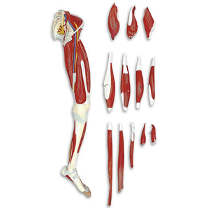 Simulaids Leg Muscle Model – Life-Size, 13-Part