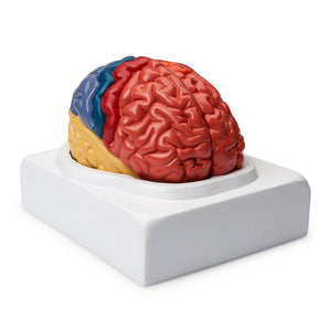 Simulaids Regional Brain Model – 2-Part