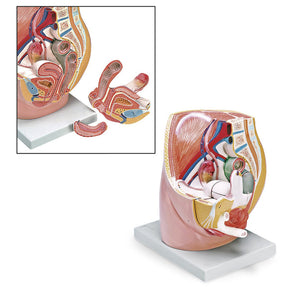 Female Pelvis Anatomical Model – 3-Part