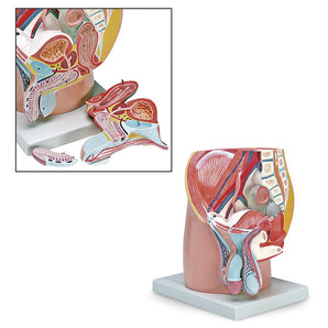 Simulaids Model Male Pelvis 4 Part
