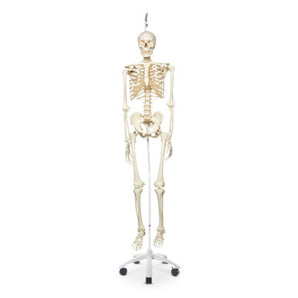 Human Skeleton Model