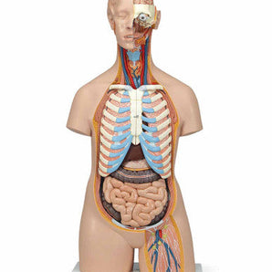 Simulaids Unisex Anatomical Torso Model