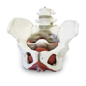 Female Pelvic Skeleton Model