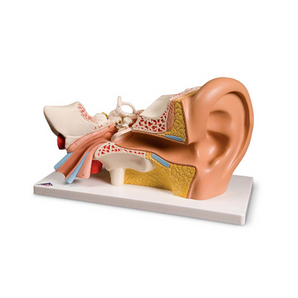 Human Ear Anatomy Model