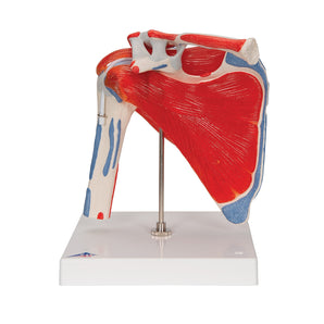 Shoulder Joint Model