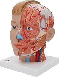 Human Head and Neck Model